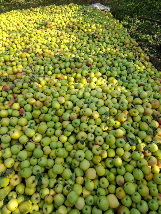 Olma nomi bo’yka bor ko’ta abyomda