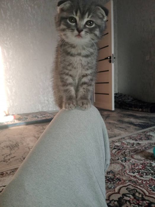 Tozza zottor mushuk