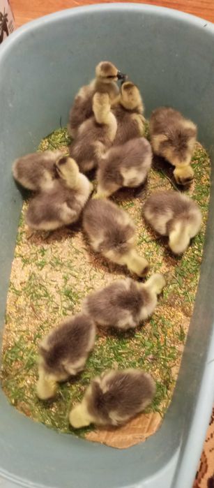 Boboci  gîsca leșeasca Pitești