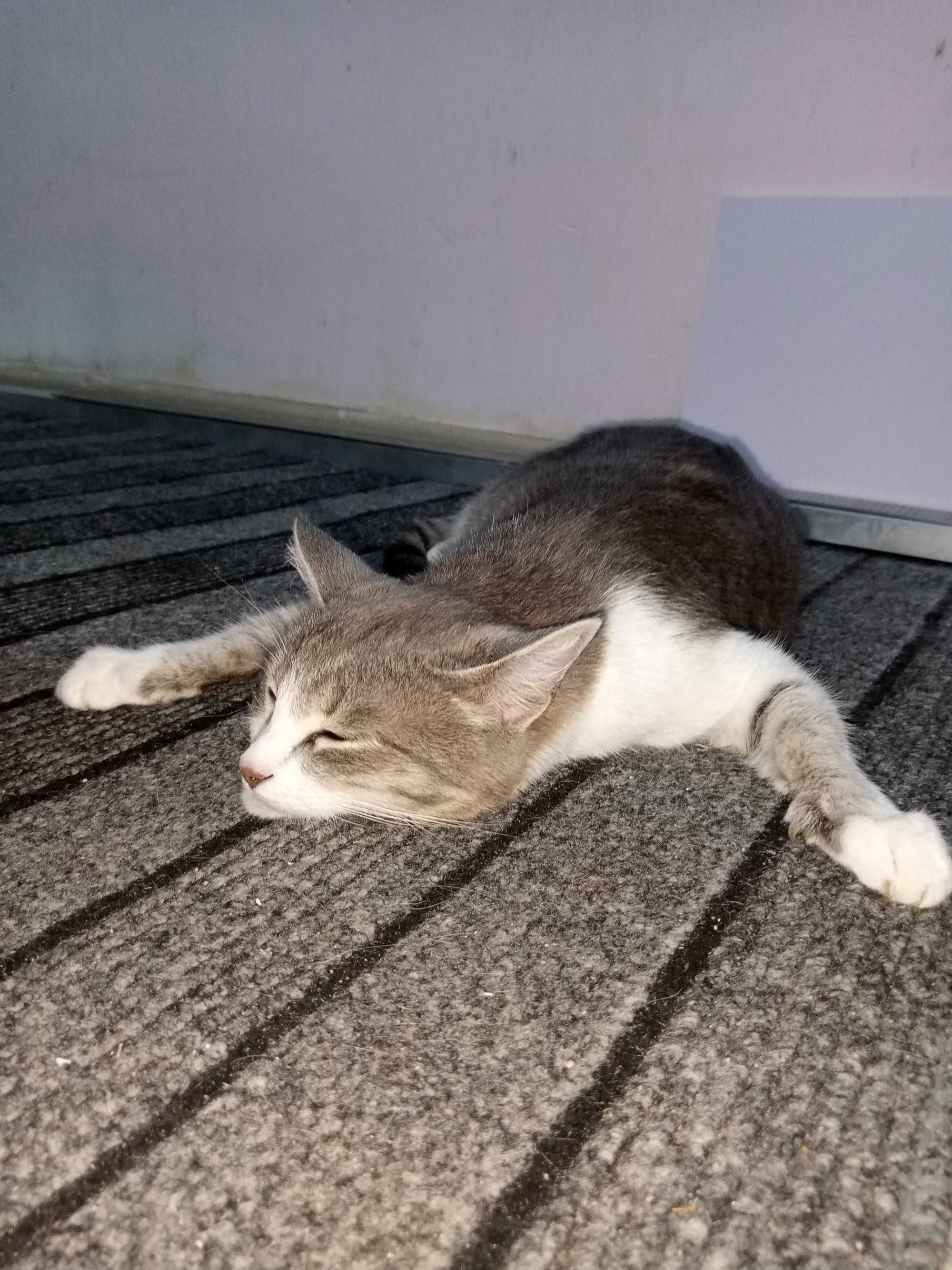 Отдам Кошку срочно