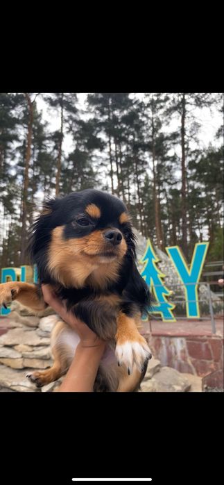 продается чихуахуа