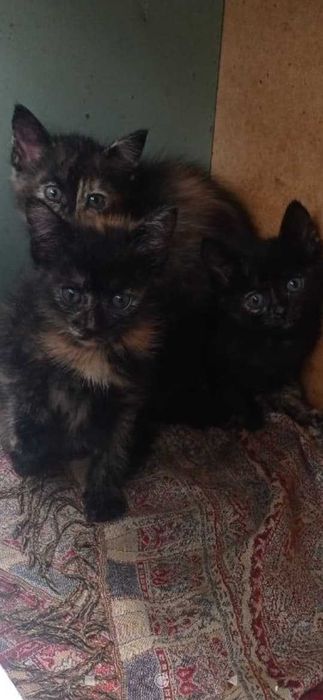 Подкинули котят. Нужен дом!