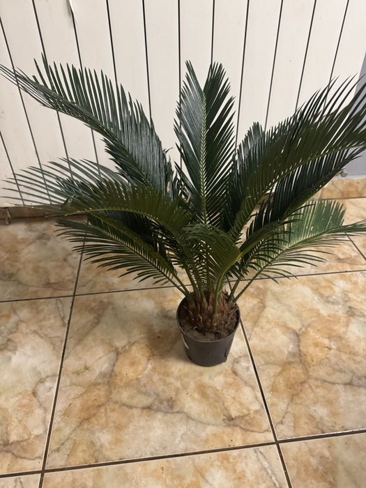 Cycas Revoluta 60-70 cm