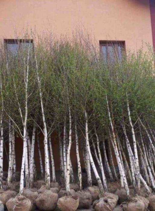 Vindem mesteacan tei frumos mirositor