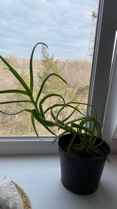 Продам алое лечебное