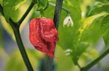Ardei iuti CAROLINA reaper
