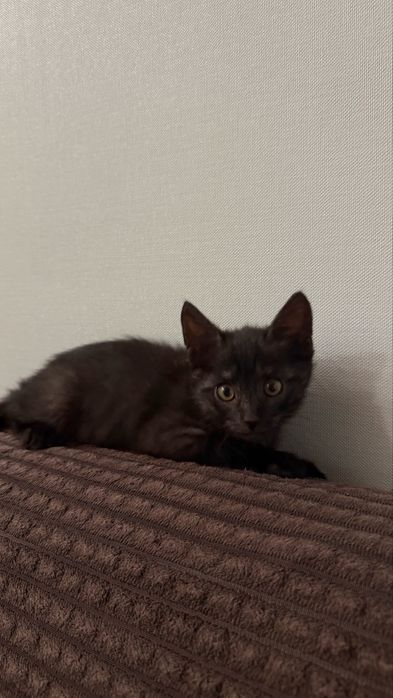 Котенок мальчик 2 месяца