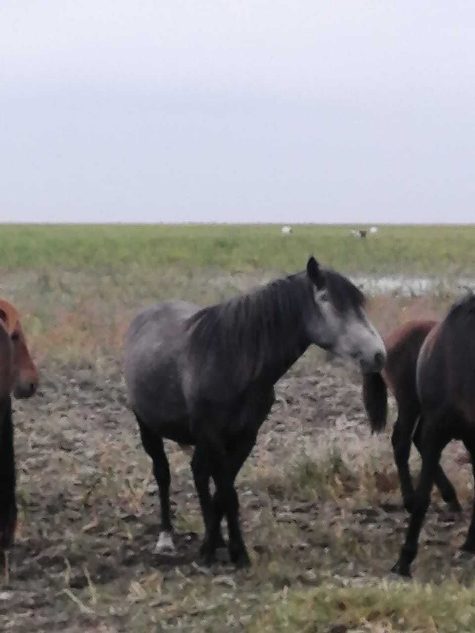 Екі бие, Екі байтал, Екі кунажын сатылады.