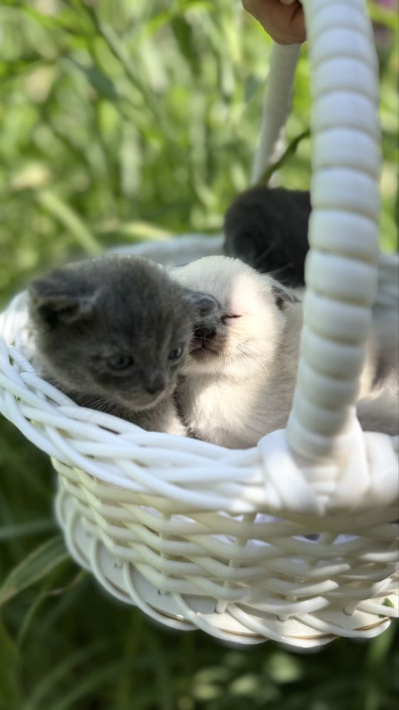 Мушуклар сотилади