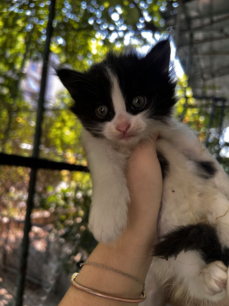 Отдам котят в добрые руки!