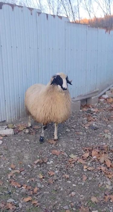 Berbec breaz de 6 luni