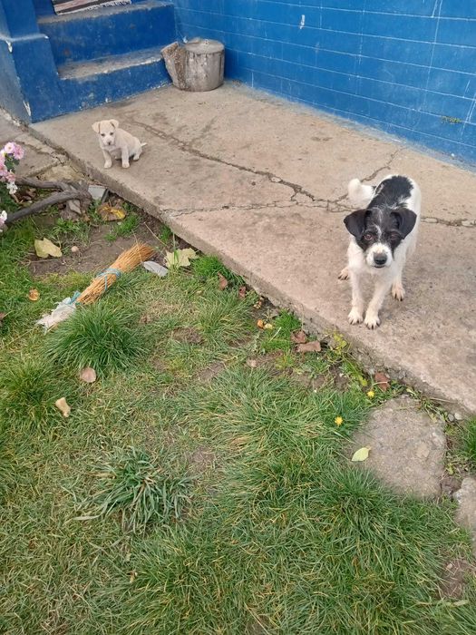 Catei Pentru Adoptie S.O.S