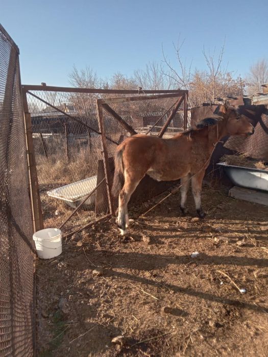 Согымга жабагы сатылады