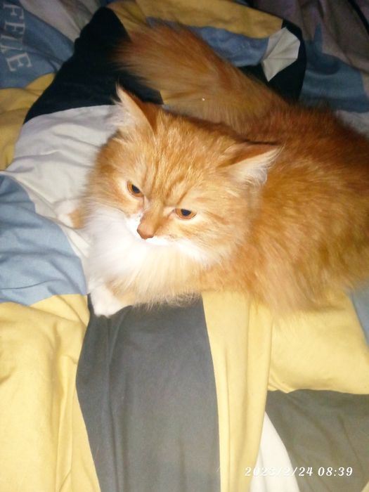 Отдам в хорошие руки