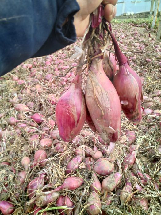 Ceapa de apa de buzau de vanzare.