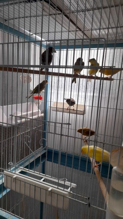 Vând Canari Timbrado