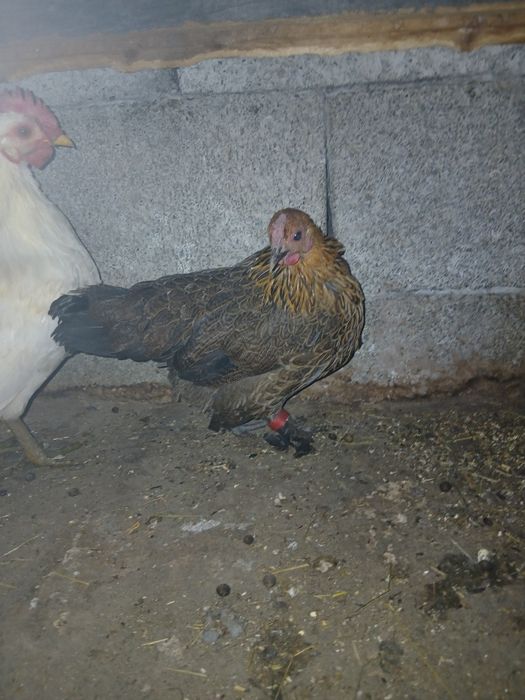 Disponibil cocoș mătase japoneza si pereche de gaini pitice