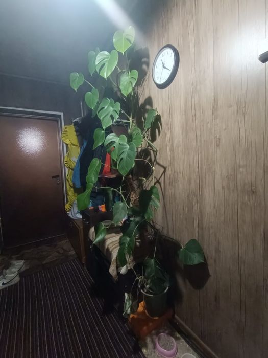 Продам цветок монстера