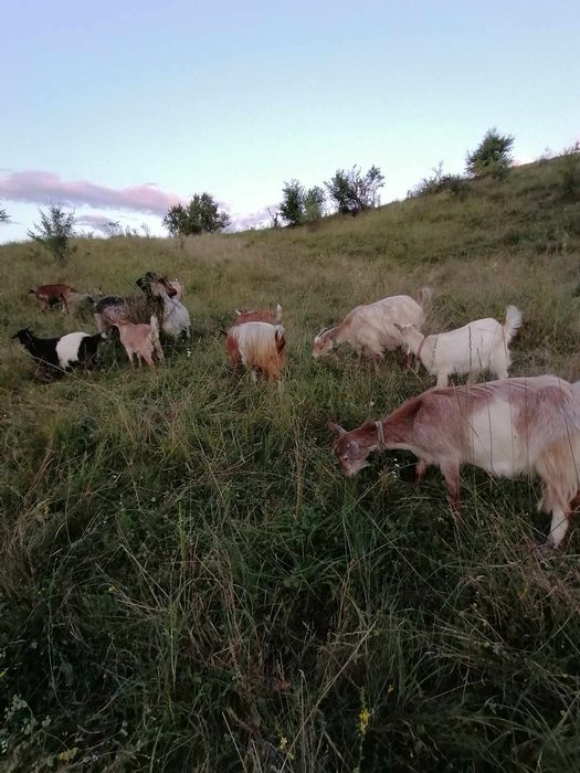Vind  7 capre care sint la prima fatare iar 3 ce sint la a 2 fătare