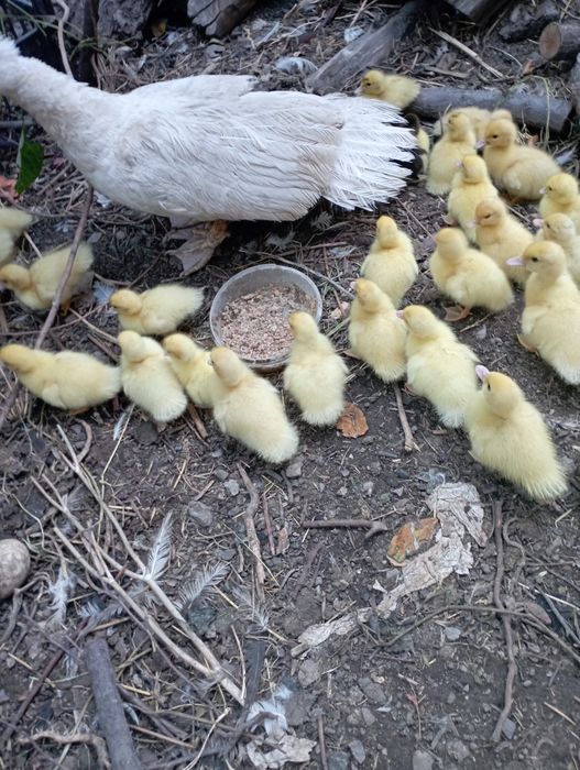 Утята Шипуны ! Можно с уткой.