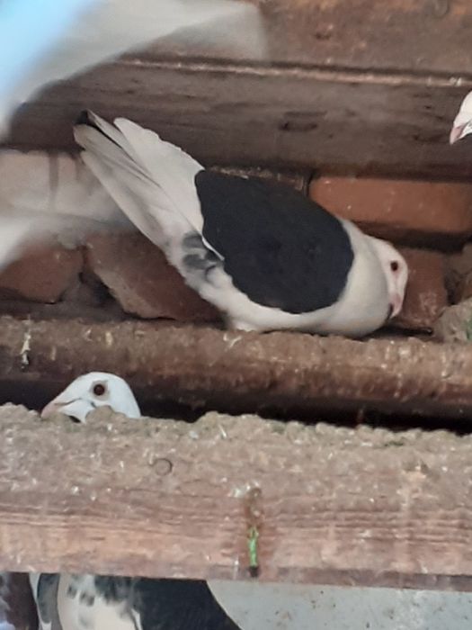 Vând porumbei capaciti