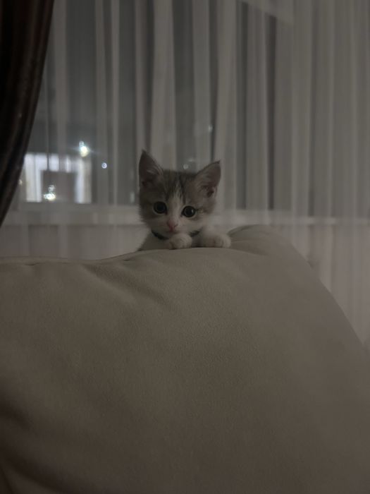 котенок,1,5 месяца