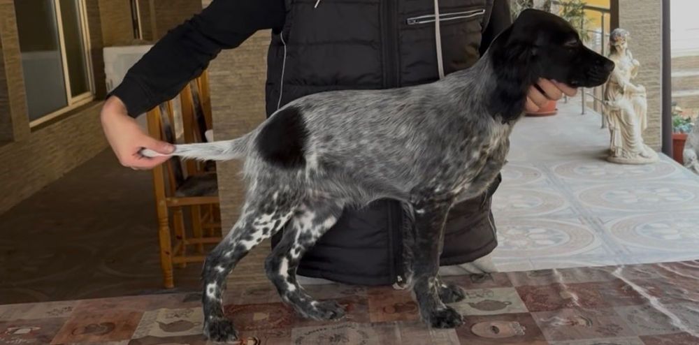 Английски сетери