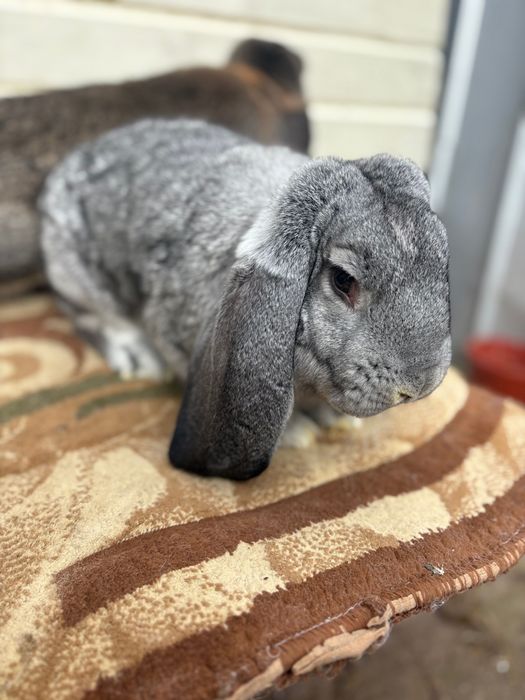 Iepuroi berbec german