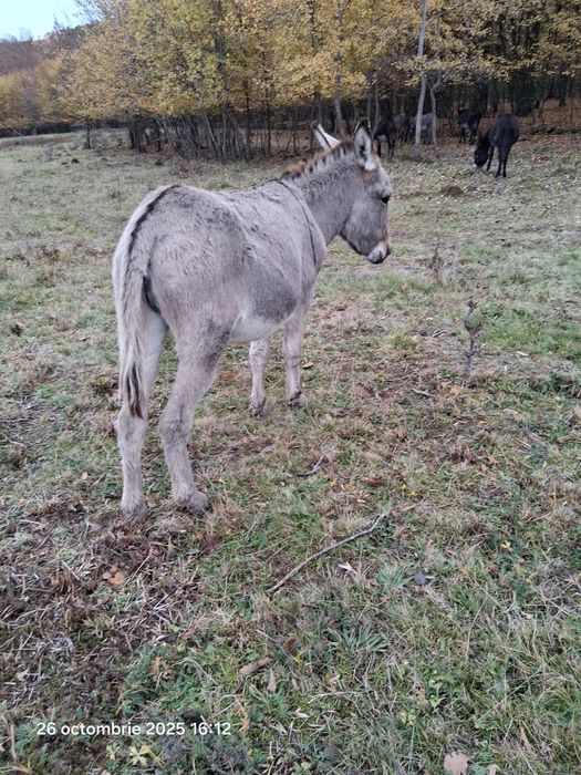 Vand tot ce se vede pret la tel la fiecare imparte