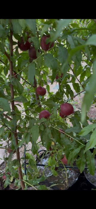 Pomi fructiferi la ghiveci !