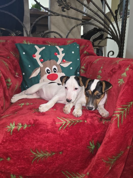 Джак ръсел терирер