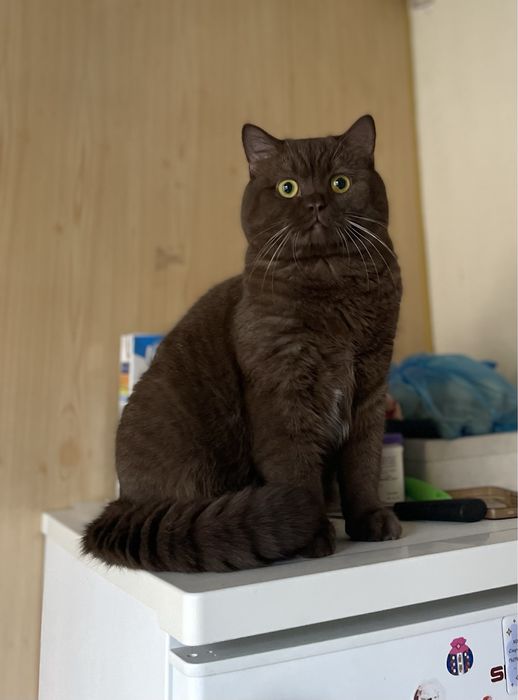 Кот на вязку!/ Nasl olish uchun