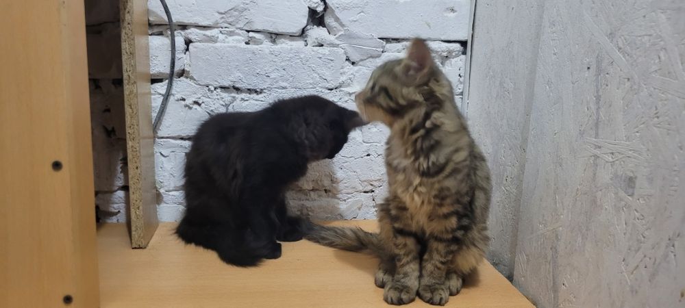 Пристроиваю котят, серенький мальчик и девочка черненькая.