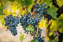 Vand struguri de masa si vin