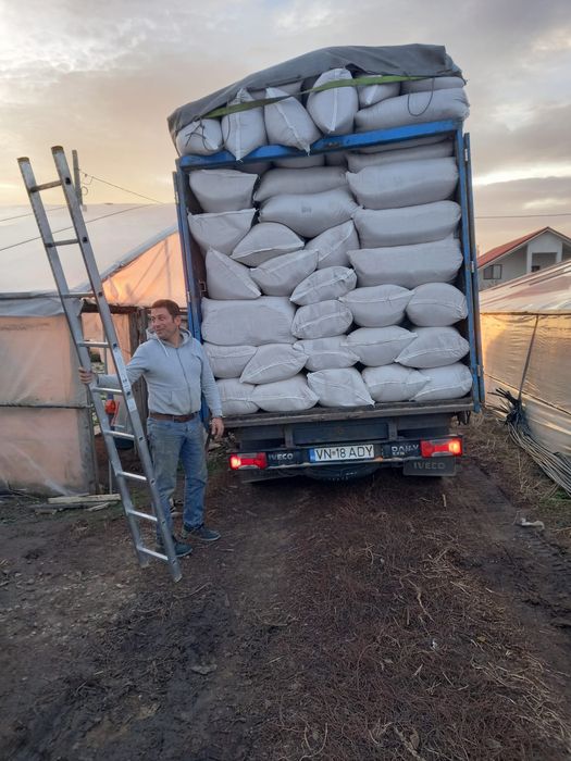 Vănd rumeguș de brad ,fag