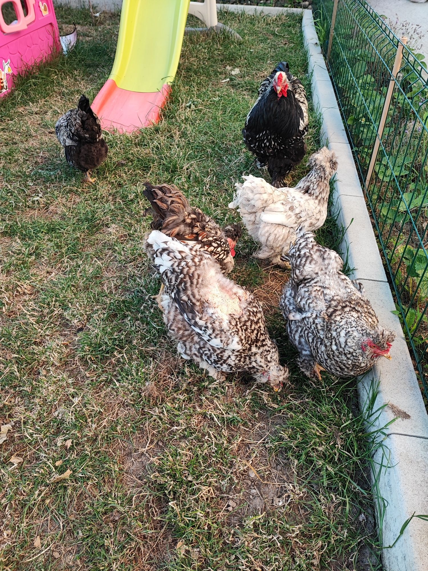 Matca de moțate bărboase golase deosebite
matca e formata din