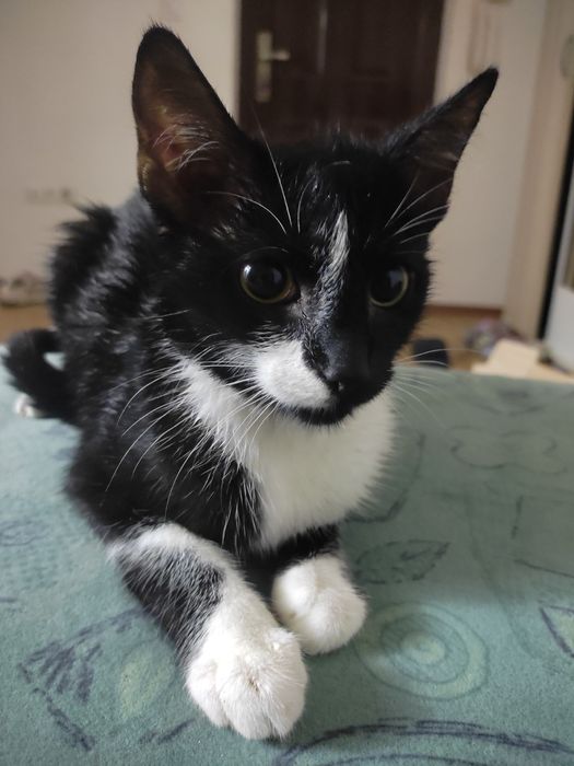 Dau spre adopție doua pisici fete ambele