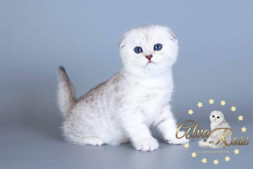 Шотландские короткошерстные котята серебряного окраса