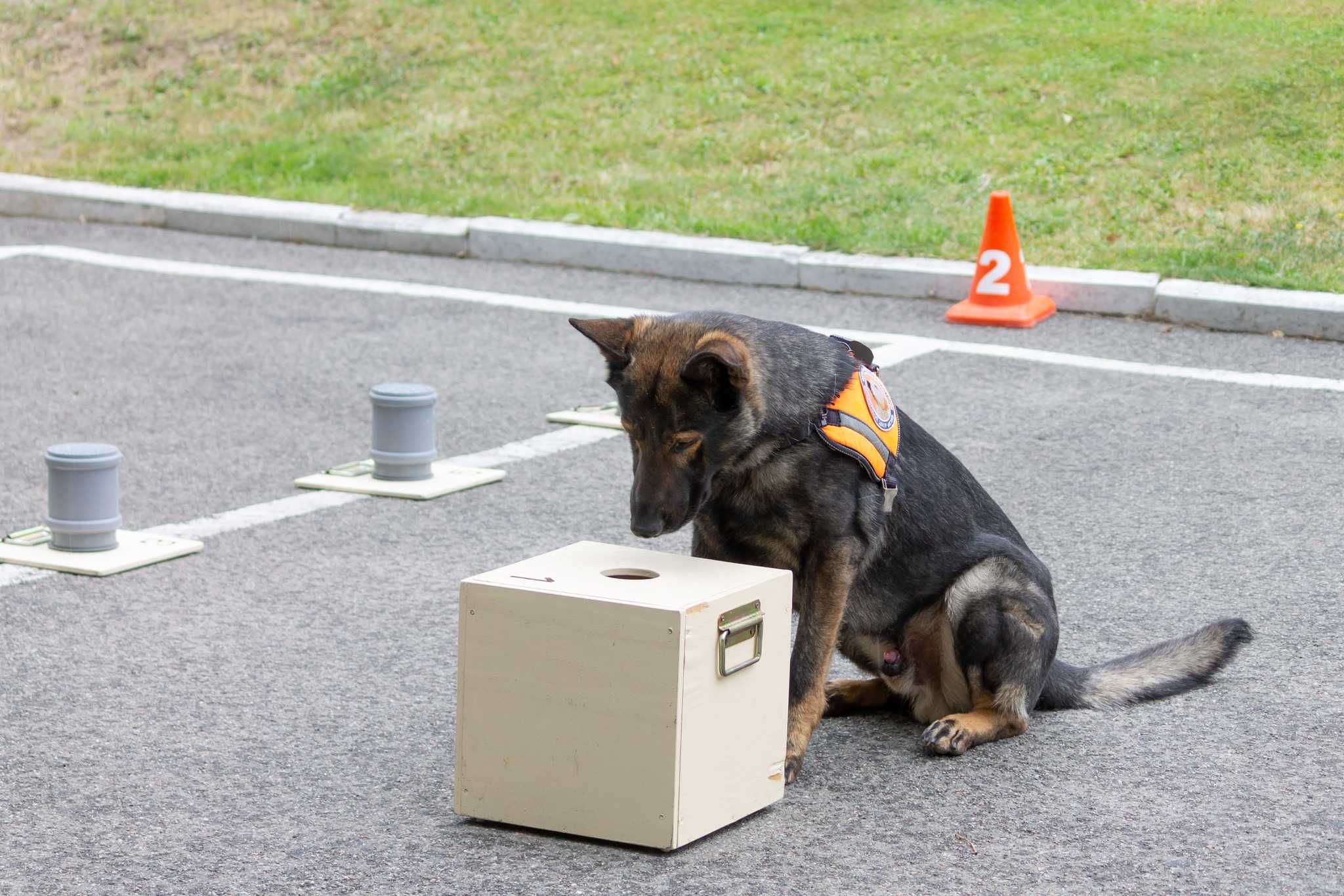 Dresaj canin ( instructor atestat FCI experiență 10 )