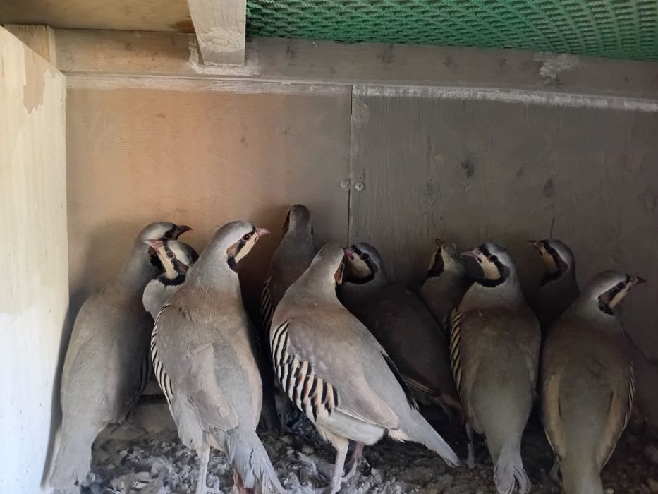 Каклик Ургутники