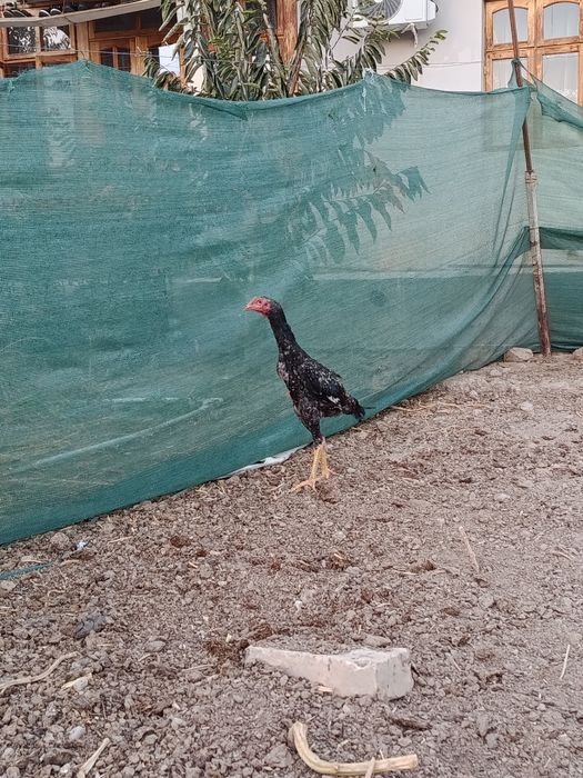 Dakan joja xoroz sotiladi
