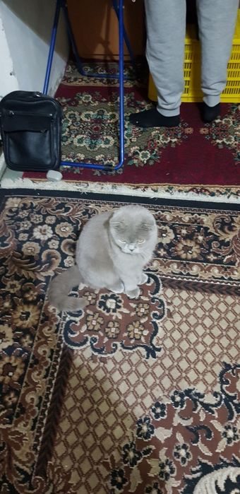 Parodali qimmat mushuk rangi kul rang qulogʻi egilgan