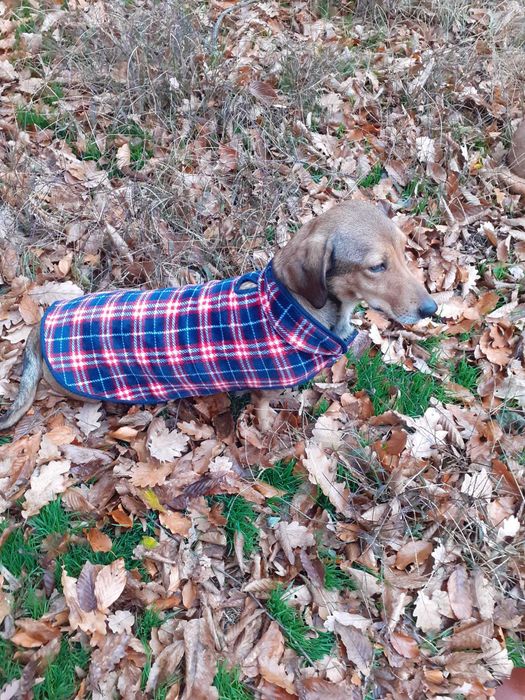 Dau spre adoptie femela tekel oradea