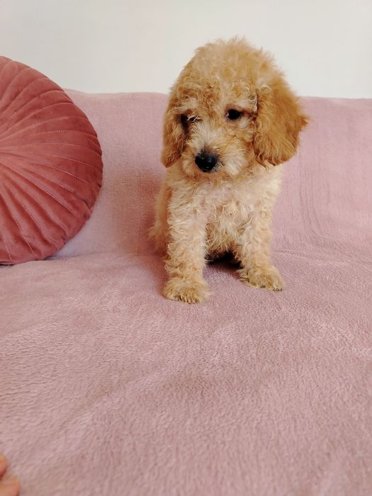 Той пудел, мини пудел