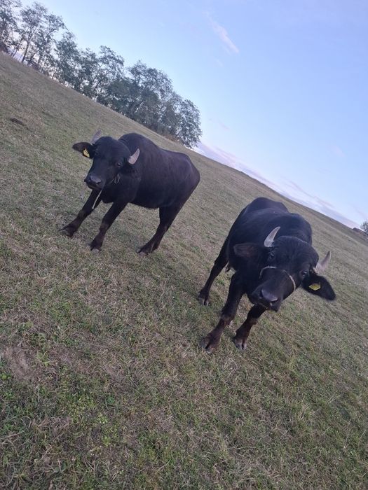 Vând jurnică de bivol