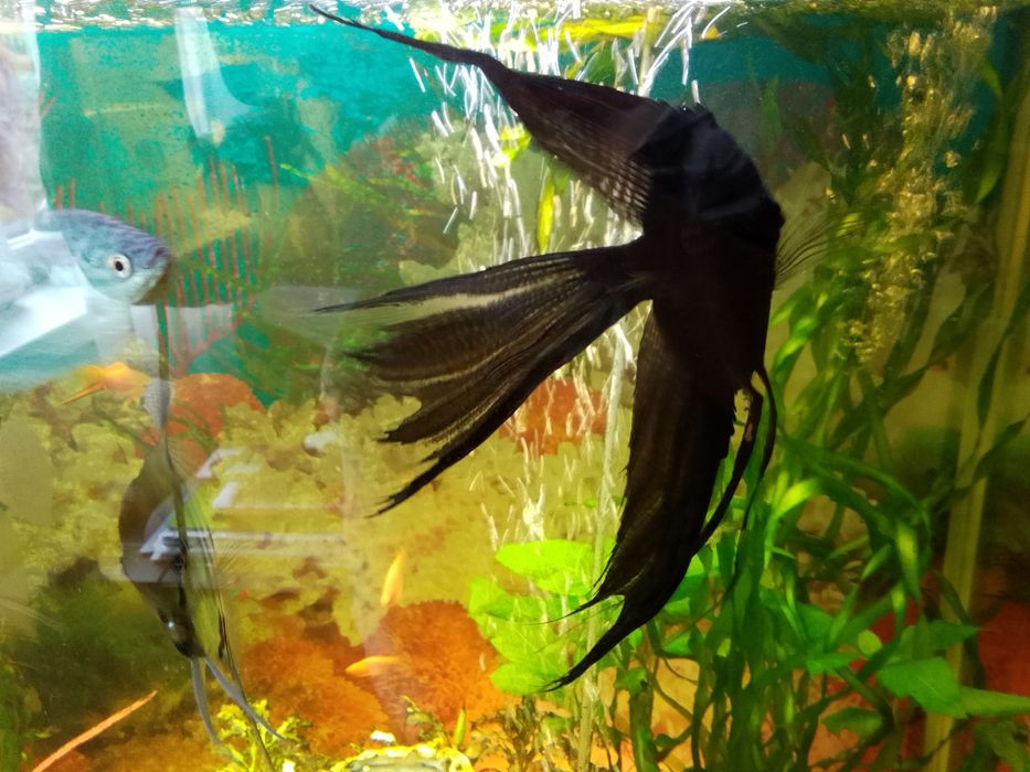 Аквариум 80/40 высота 70