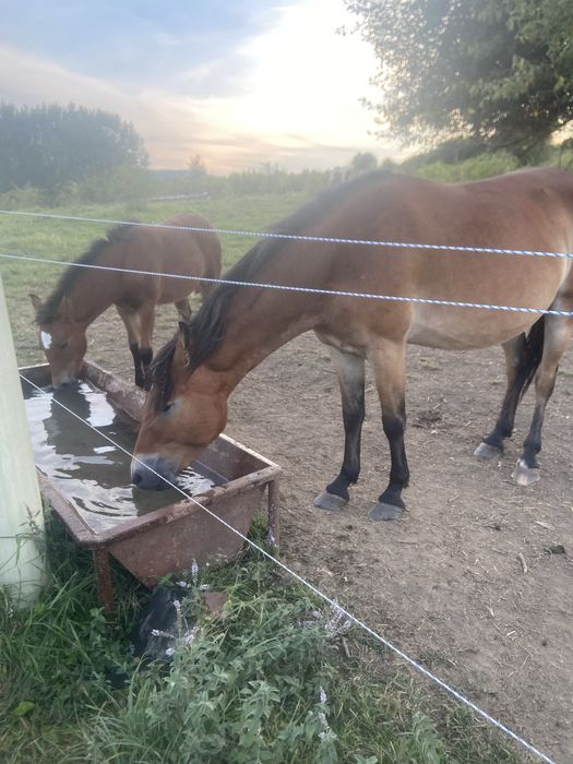 Iapa,cāstrat, mânji