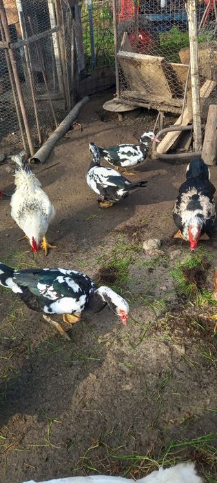 Rățoi Lesesti 2025