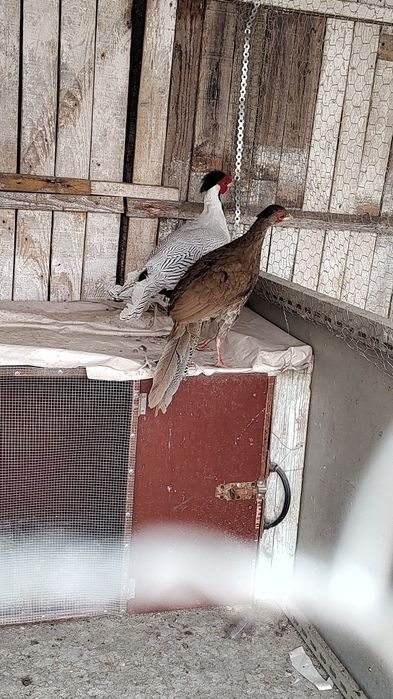 Vând fazani arginti