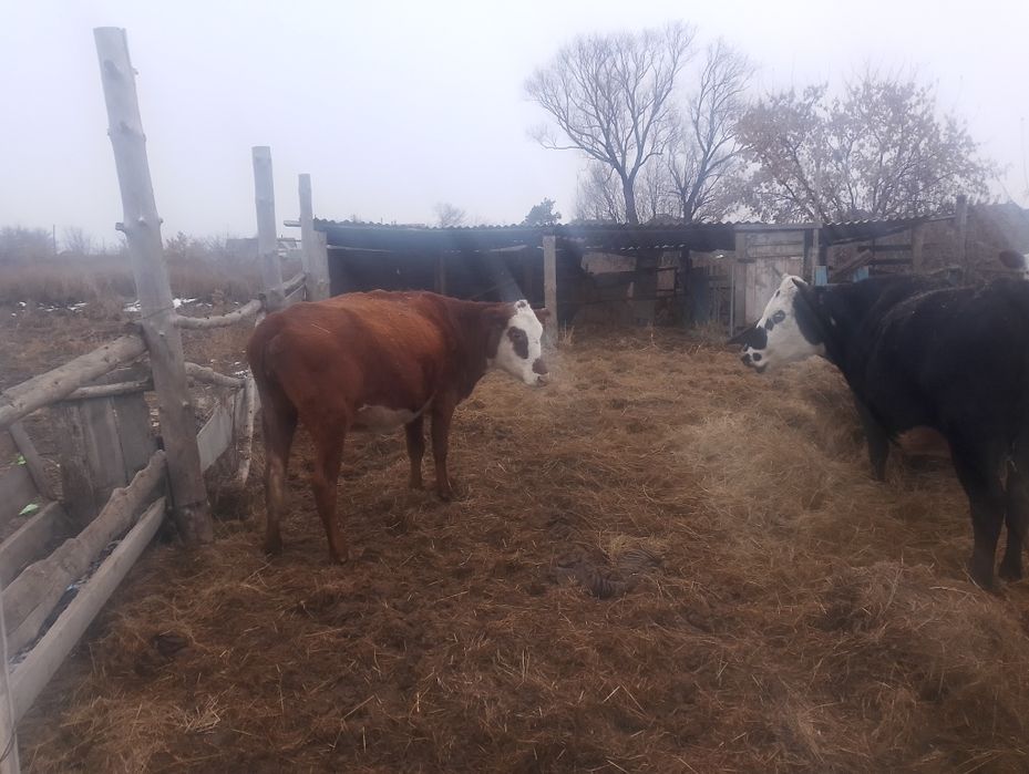 Корова стальная 2 отела